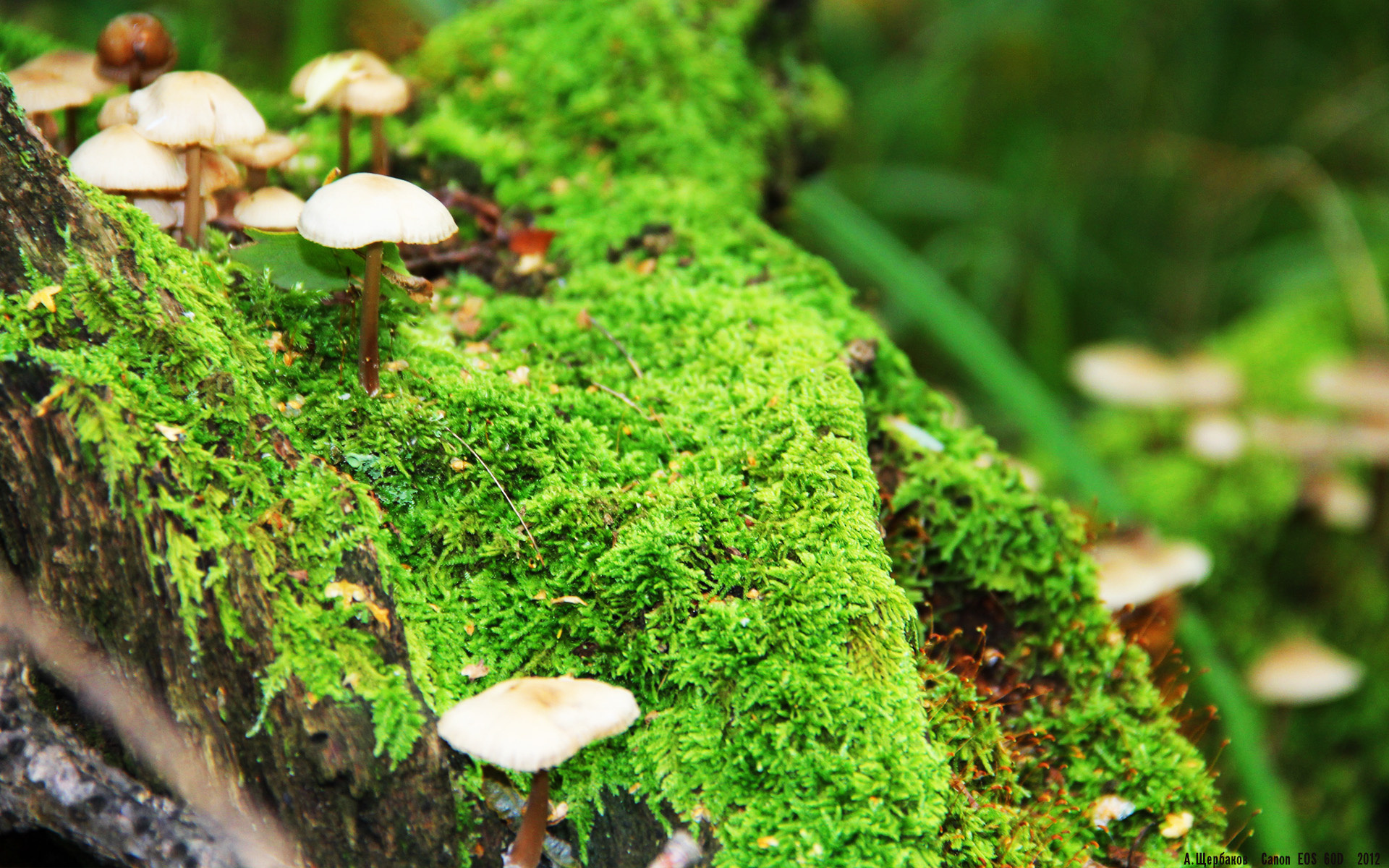 辽宁队强势拿下篮网，英格拉姆在篮球欧冠接管比赛