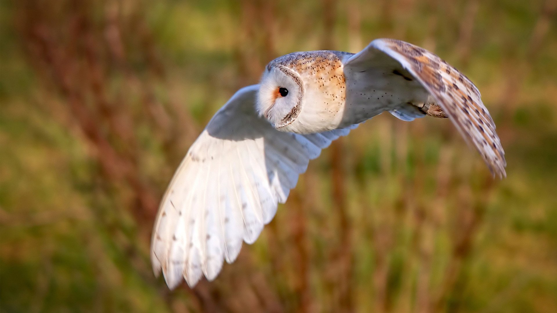 钢铁意志铸就封神之战，德里赫特压制级发挥定鼎乾坤