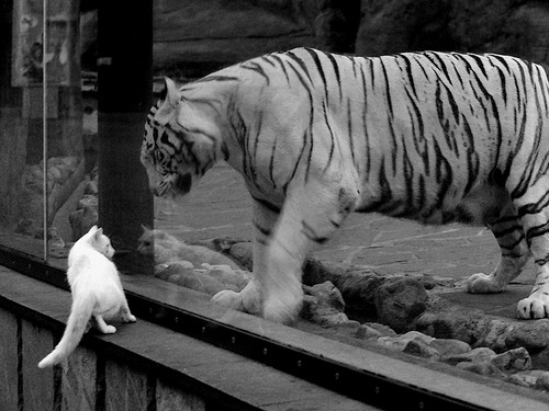 布克光芒笼罩赛场,热身赛黄蜂险胜上海队,背后是一场谁赚了的生意?
