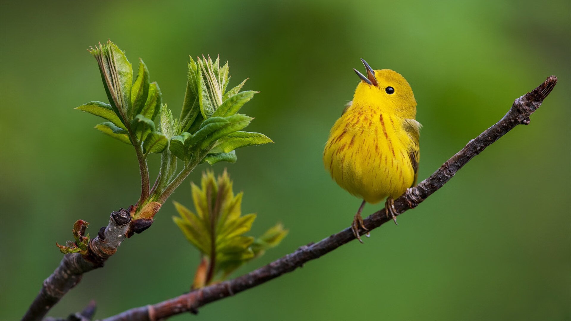 当欧冠遇上南美风暴,曼城以厄瓜多尔式火力压制战术博弈