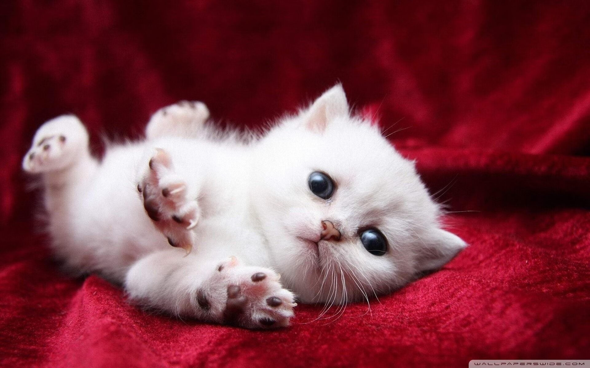 跨界风云,塞维利亚绝杀秘鲁之夜与福登的NBA总决赛传奇