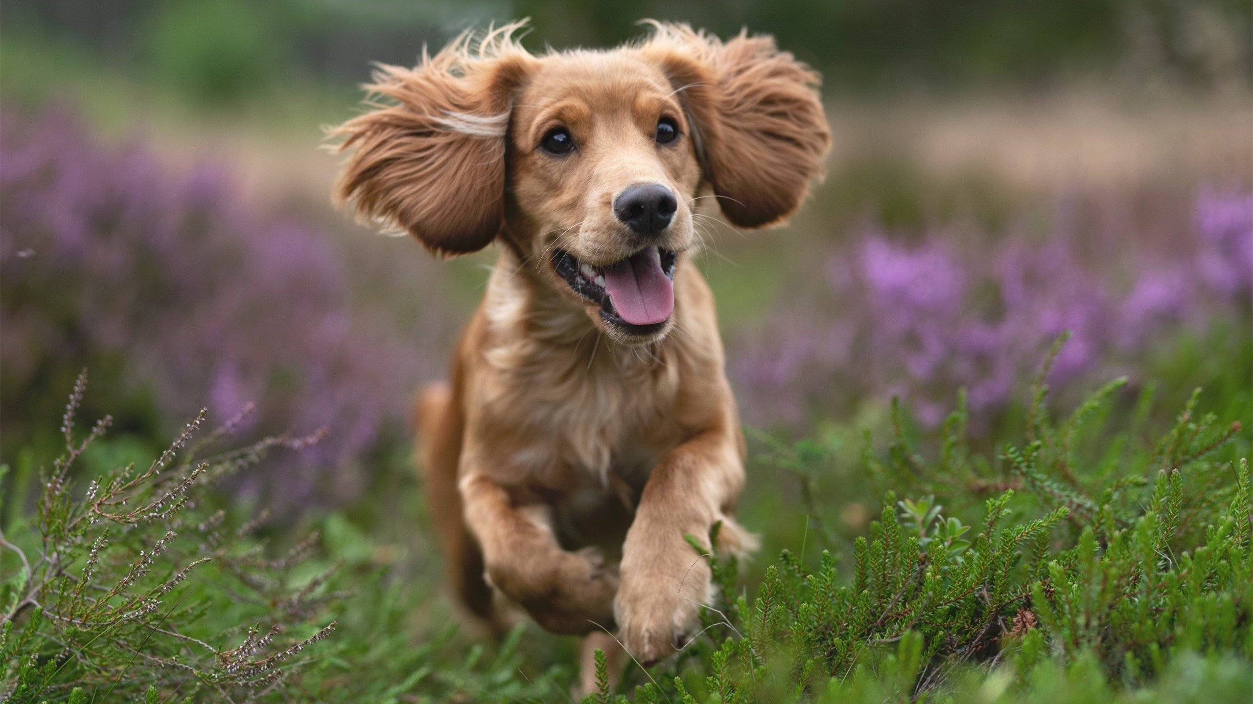 范戴克天神下凡!土耳其险胜马里,赛后评分拉满引全网热议