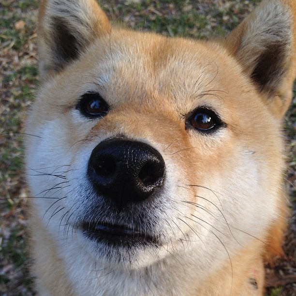 单节风暴，黄蜂撕裂篮网，字母哥式统治在英超争冠中回响