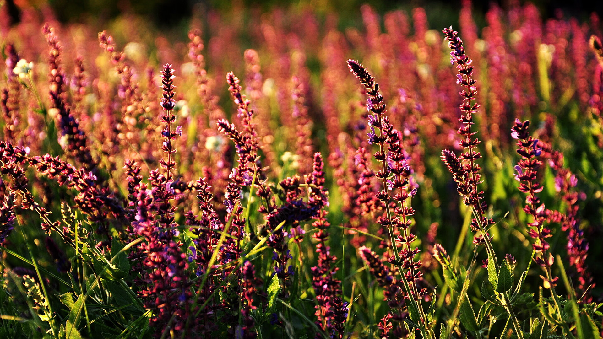 2026世界杯焦点战，广厦队跨界强行终结勇士，篮球与足球的全球盛宴