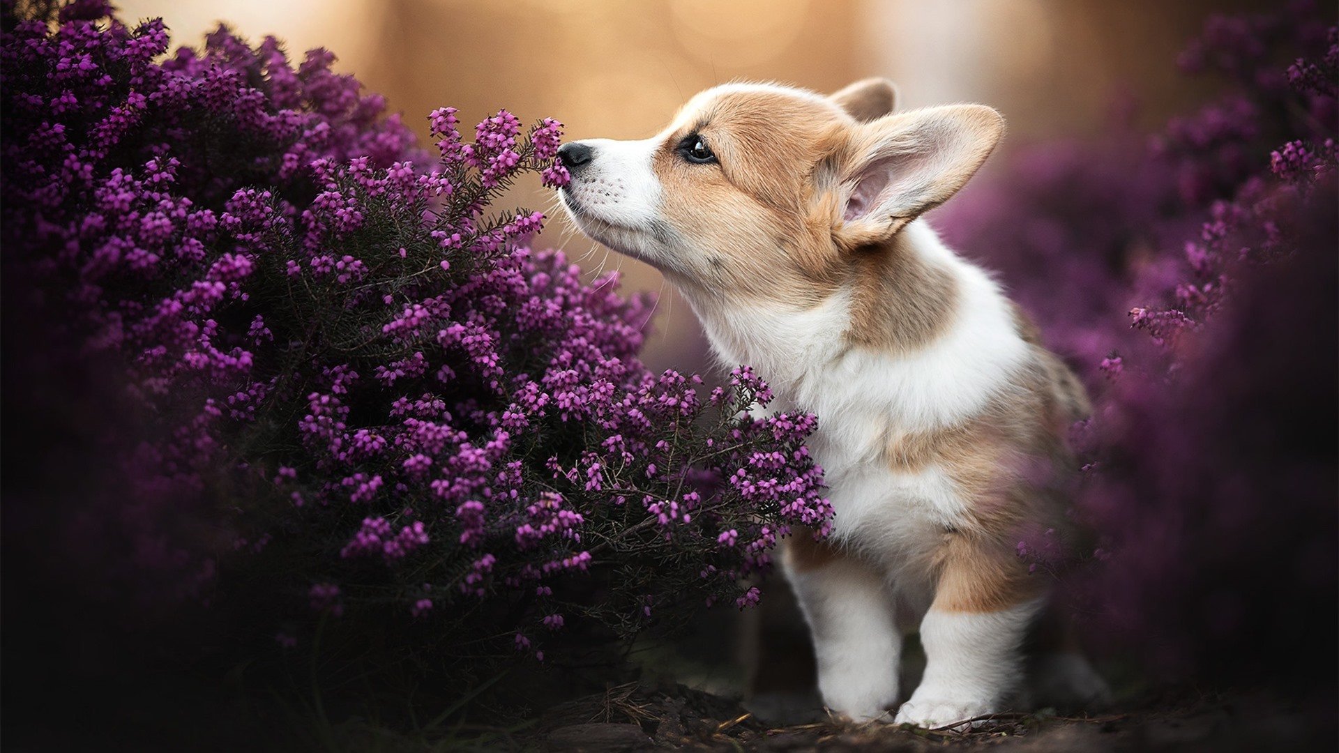 他不是锋线，他是界线，伦纳德欧冠半决赛之夜的攻防统治