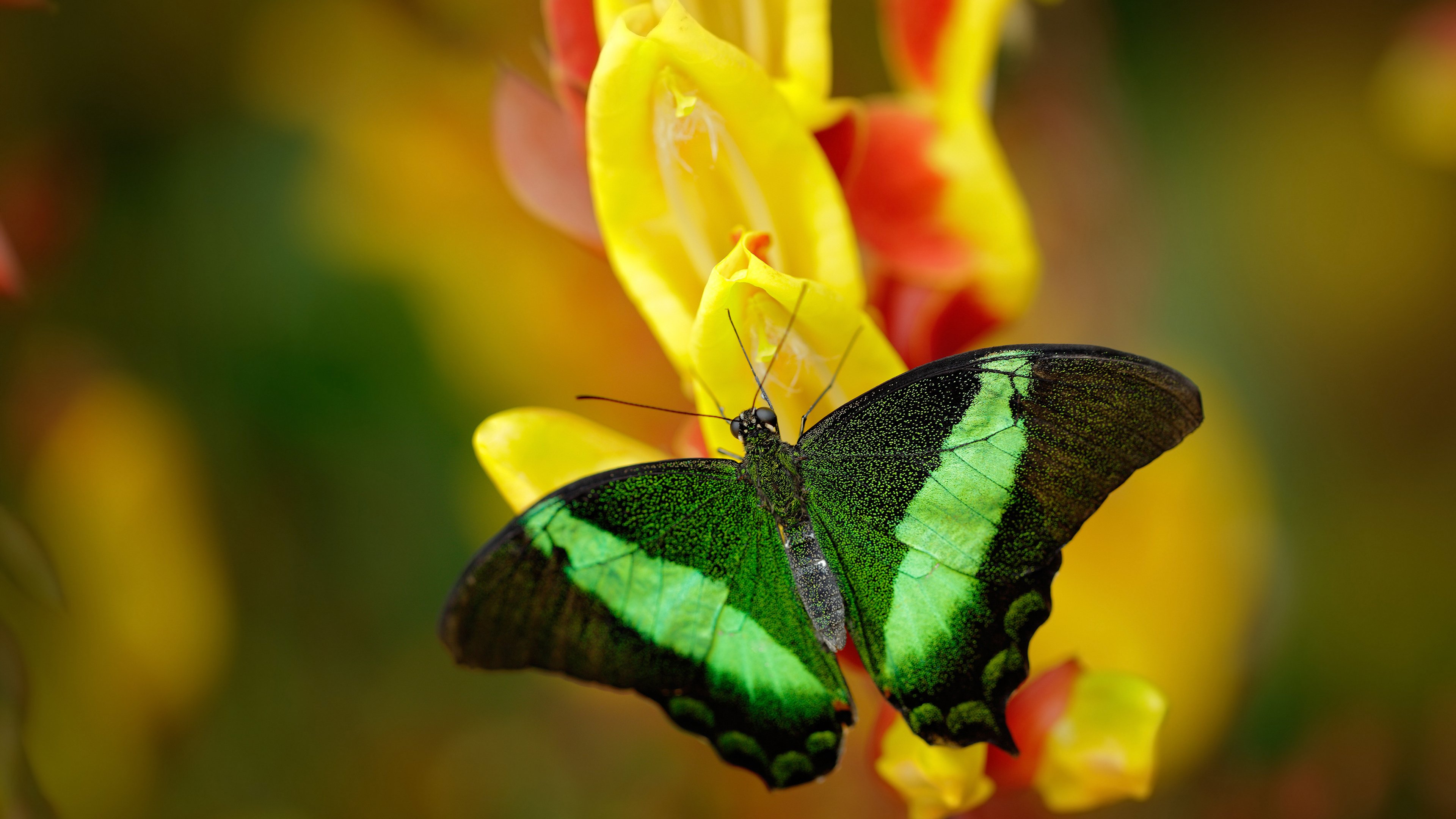 塔图姆独行侠对飙！悬念终结早，北京队CBA赛场步履蹒跚