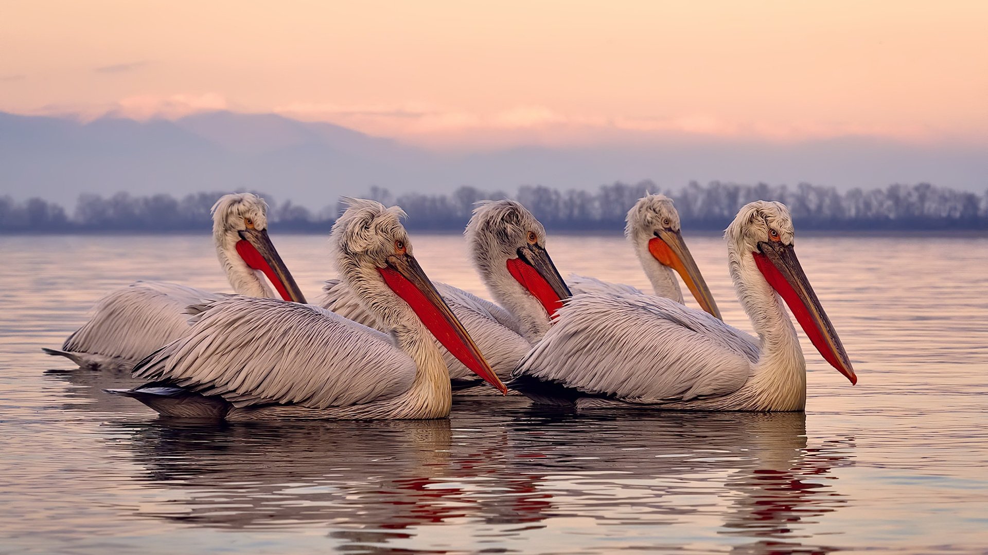 森林狼绝境重生，克莱节奏魔法最后一刻击溃雄鹿